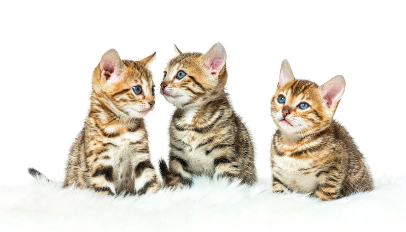 Owning Your First Bengal | Bengal Cats for sale | Standard Exotics