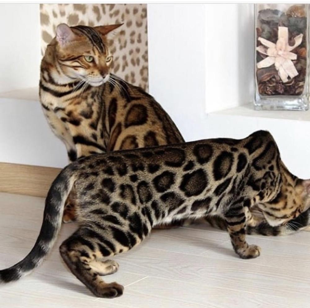 Bengal Cat Breeder Bengal Cats Benefits Standard Exotics