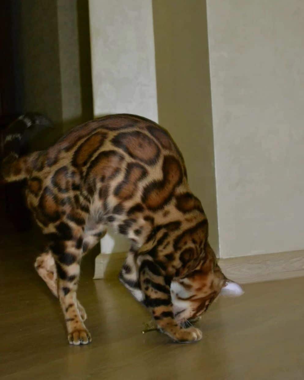 Bengal Cats for Sale, Bengal Kittens for Sale, Modern Bengal Cat, Bengal cat for sale