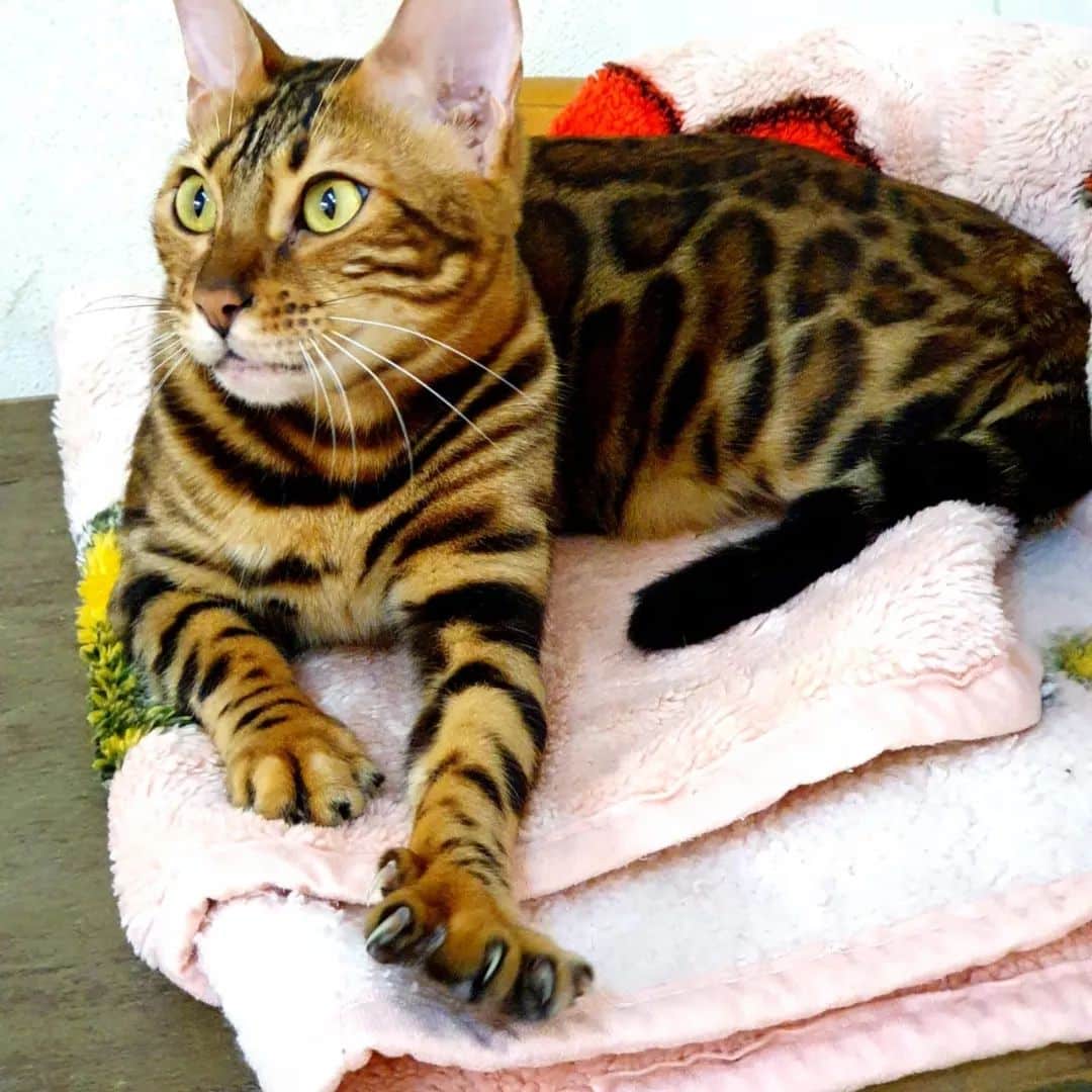 Bengal Cats for Sale, Bengal Kittens for Sale, Modern Bengal Cat, Bengal cat for sale