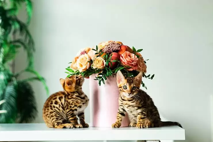 Cost of Bengal kittens | Bengal Kittens for Sale | Standard Exotics