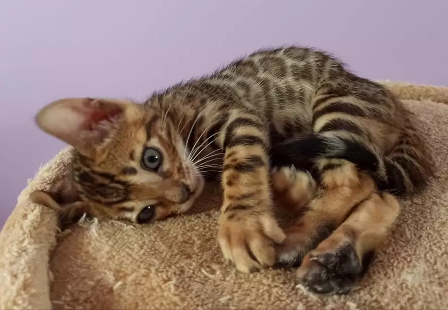 Bengal cats for sale | Annika Female Bengal cat breed