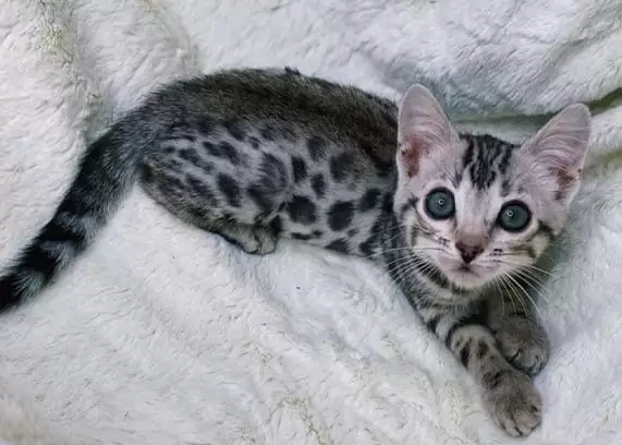 Bengal cats for sale | Ash Male Bengal cat breed