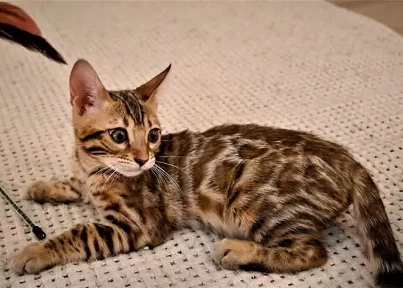 Bengal cats for sale | Aslan Male Bengal cat breed