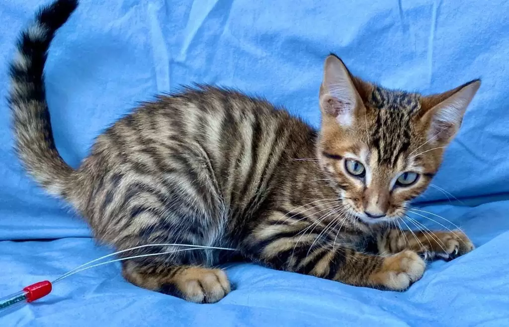Bengal cats for sale | Harlequin Bengal cat breed