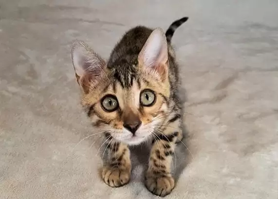 Best kitten for sale