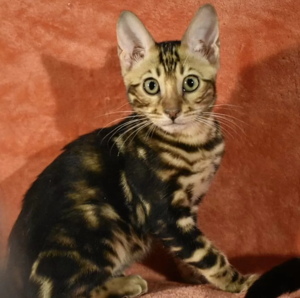 Bengal cats for sale | Noah Bengal cat breed