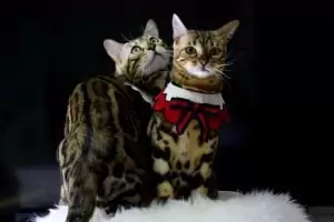 Bengal Cat Breeders | Bengal Cats For Sale | Friendly Cats