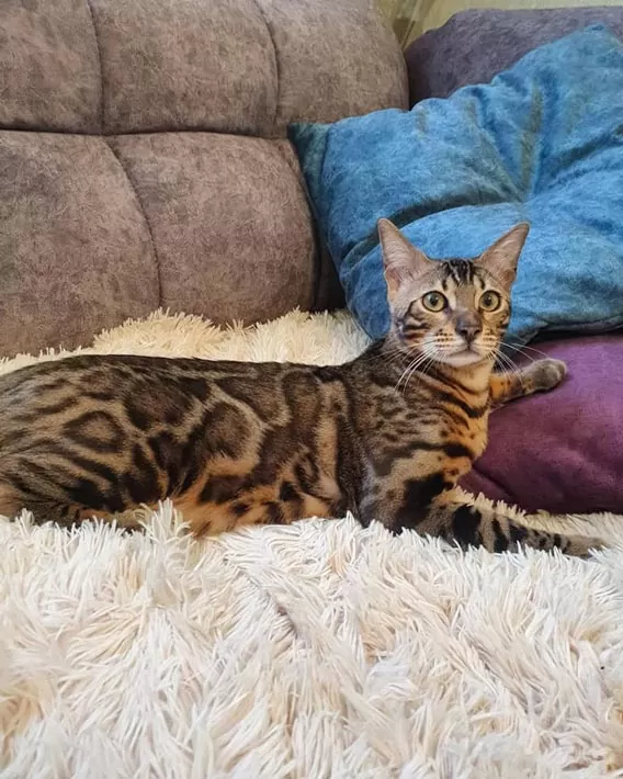 How Much a does Bengal Cat Cost You-2023 |Priceless Bengal Cat