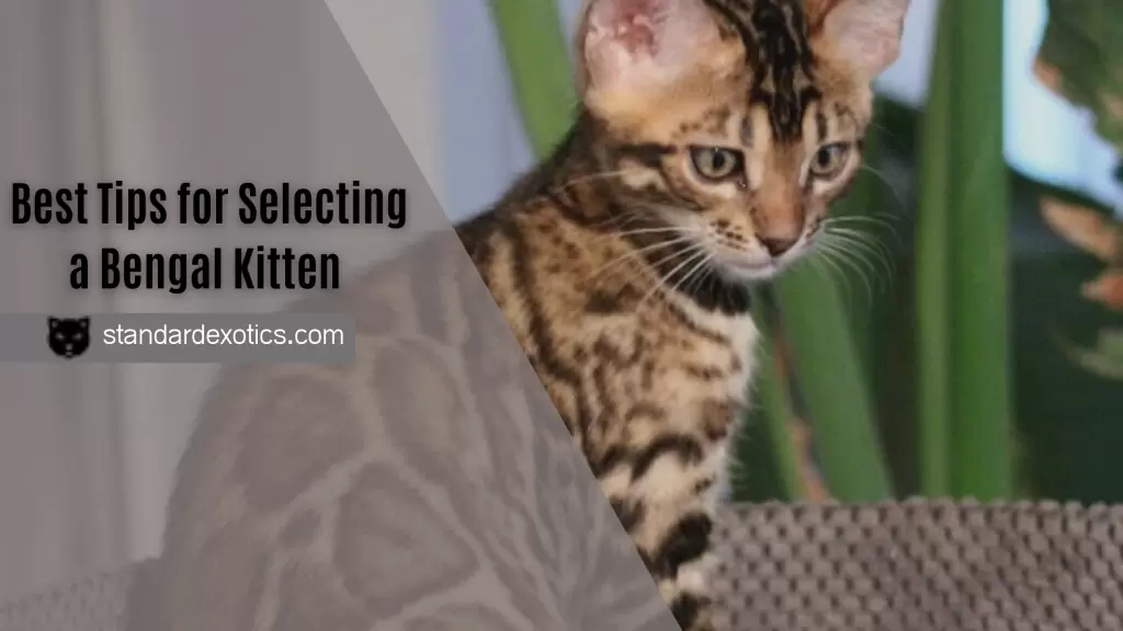 Best Tips for Selecting a Bengal Kitten