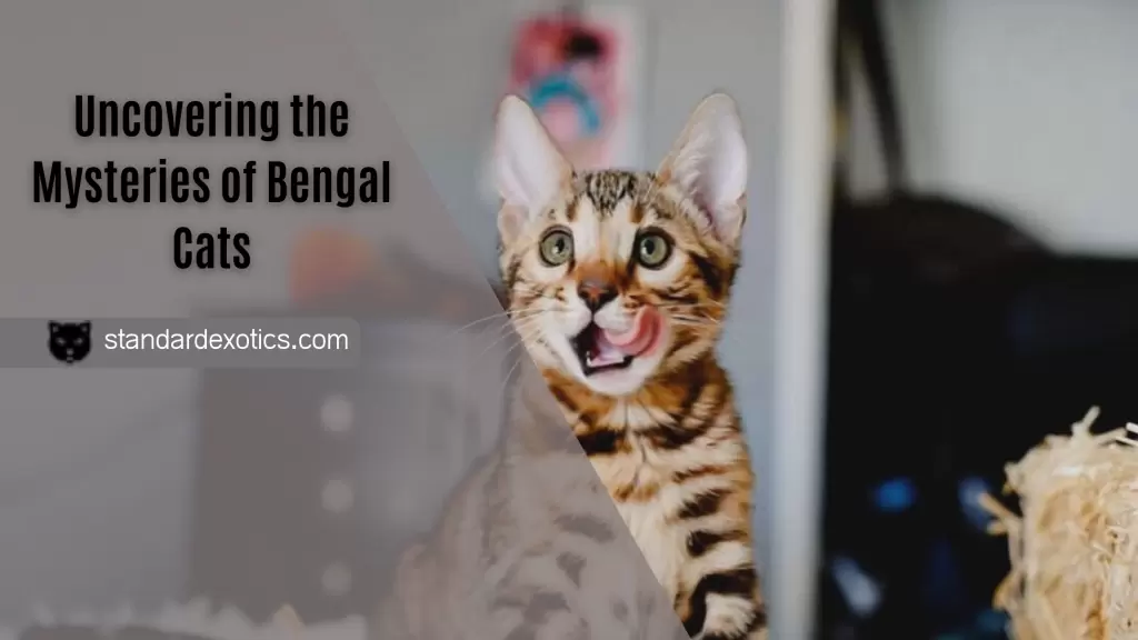 Uncovering the Mysteries of Bengal Cats