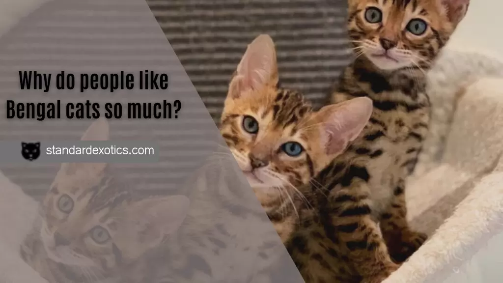 Why do people like Bengal cats so much