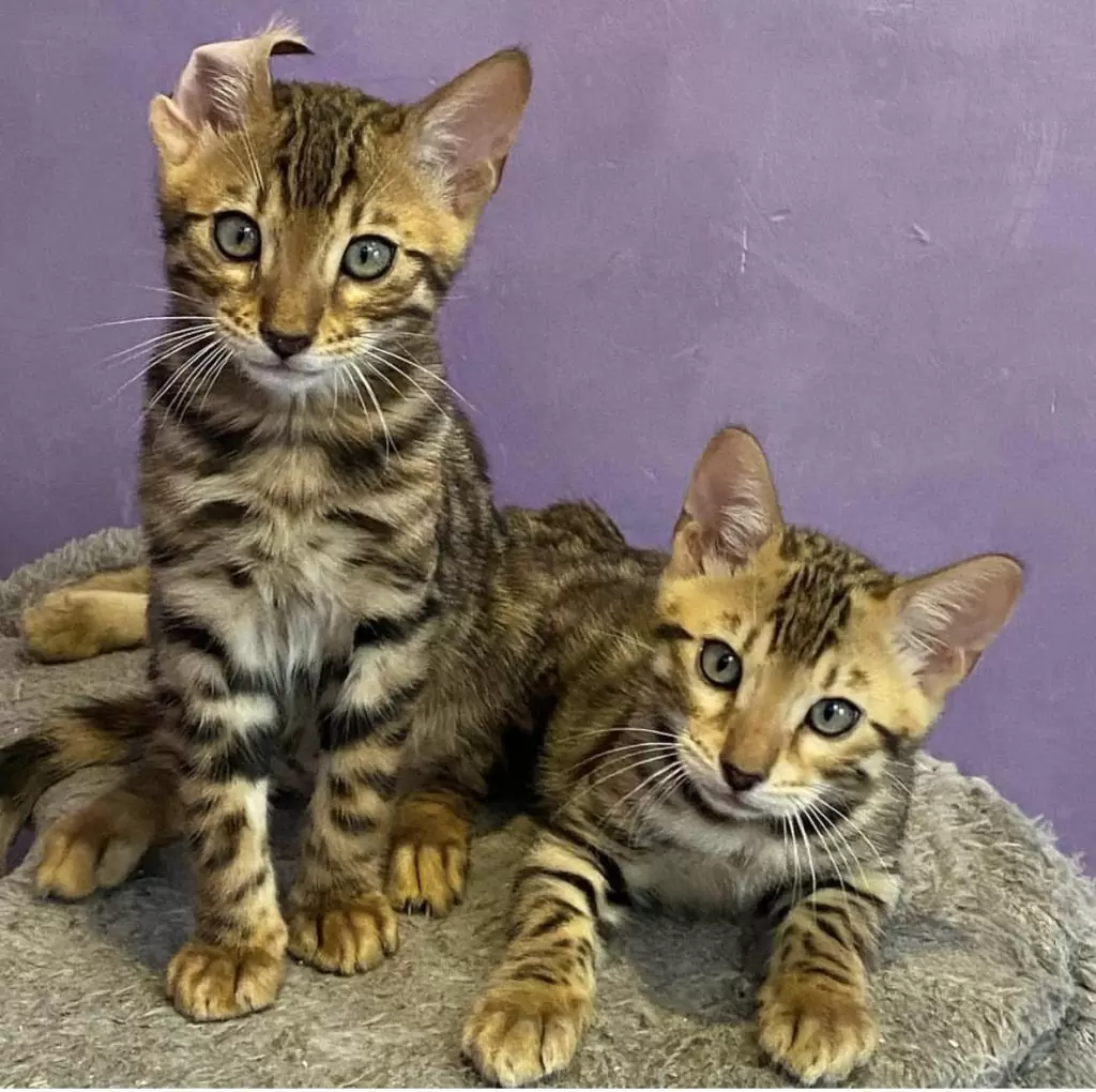 Top 6 Reasons to Get a Bengal Cat & Find Bengal Cats for Sale