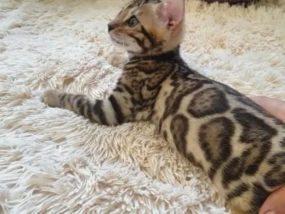 Bengal cats for sale | Harzel Bengal cat breed