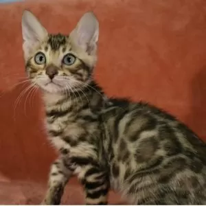 Bengal cats for sale | Milo Bengal cats breed